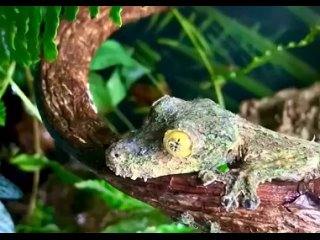 leaf-tailed gecko by grirojo/ biology